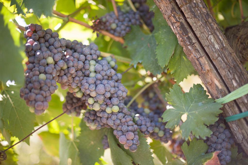 Podere Il Poggiolo 波塔斯维 外观 照片